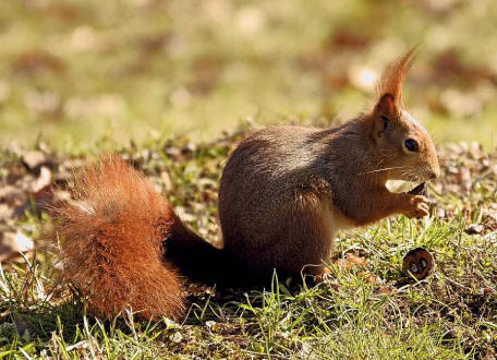 Sciurus vulgaris / Rotes Eichhrnchen / Europisches Eichhrnchen / Sciuridae - Hrnchen