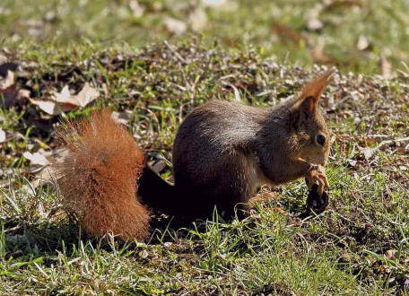 Sciurus vulgaris / Rotes Eichhrnchen / Europisches Eichhrnchen / Sciuridae - Hrnchen