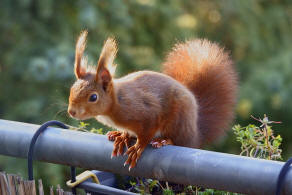 Sciurus vulgaris / Rotes Eichhrnchen / Europisches Eichhrnchen / Sciuridae - Hrnchen