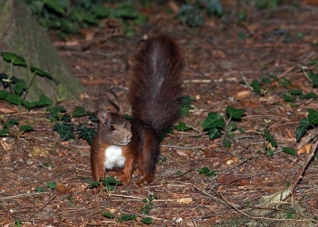 Sciurus vulgaris / Rotes Eichhrnchen / Europisches Eichhrnchen / Sciuridae - Hrnchen