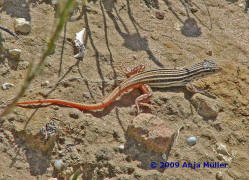 Acanthodactylus erythrurus / Europischer Fransenfinger / Echte Eidechsen - Lacertidae