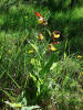 Cypripedium calceolus / Gelber Frauenschuh