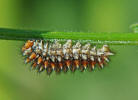 Die wunderschne Raupe des Roten Scheckenfalters Melitaea didyma