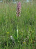 Orchis militaris / Helm-Knabenkraut (oder eine Hybride?)