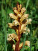 Orobanche lutea / Gelbe Sommerwurz