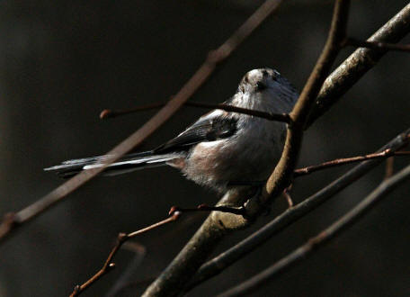 Aegithalos caudatus / Schwanzmeise / Ordnung: Sperlingsvgel - Passeriformes / Unterordnung: Singvgel - Passeri / Familie: Schwanzmeisen - Aegithalidae