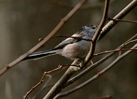 Aegithalos caudatus / Schwanzmeise / Ordnung: Sperlingsvgel - Passeriformes / Unterordnung: Singvgel - Passeri / Familie: Schwanzmeisen - Aegithalidae