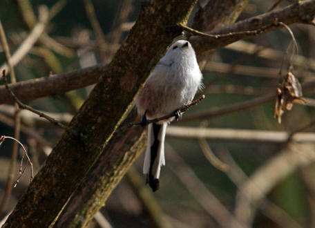 Aegithalos caudatus / Schwanzmeise / Ordnung: Sperlingsvgel - Passeriformes / Unterordnung: Singvgel - Passeri / Familie: Schwanzmeisen - Aegithalidae