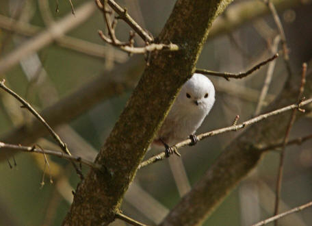 Aegithalos caudatus / Schwanzmeise / Ordnung: Sperlingsvgel - Passeriformes / Unterordnung: Singvgel - Passeri / Familie: Schwanzmeisen - Aegithalidae