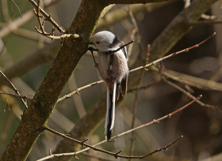 Aegithalos caudatus / Schwanzmeise / Ordnung: Sperlingsvgel - Passeriformes / Unterordnung: Singvgel - Passeri / Familie: Schwanzmeisen - Aegithalidae