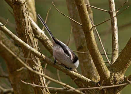 Aegithalos caudatus / Schwanzmeise / Ordnung: Sperlingsvgel - Passeriformes / Unterordnung: Singvgel - Passeri / Familie: Schwanzmeisen - Aegithalidae