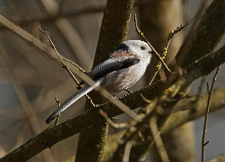 Aegithalos caudatus / Schwanzmeise / Ordnung: Sperlingsvgel - Passeriformes / Unterordnung: Singvgel - Passeri / Familie: Schwanzmeisen - Aegithalidae