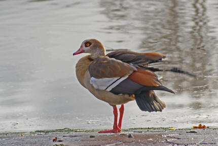 Alopochen aegyptiacus / Nilgans / Familie: Entenvgel - Anatidae / Unterfamilie: Halbgnse - Tadorninae