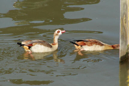 Alopochen aegyptiacus / Nilgans / Familie: Entenvgel - Anatidae / Unterfamilie: Halbgnse - Tadorninae