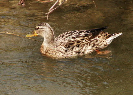 Anas platyrhychnos / Stockente / Entenvgel - Anatidae