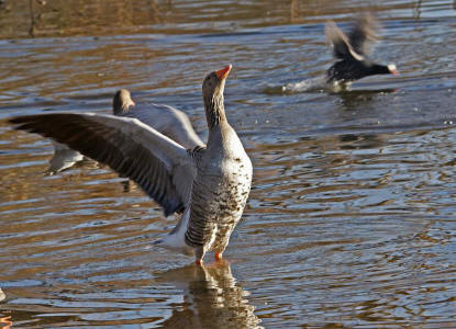 Anser anser / Graugans / Ordnung: Gnsevgel - Anseriformes / Familie: Entenvgel - Anatidae / Unterfamilie: Gnse - Anserinae