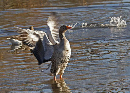 Anser anser / Graugans / Ordnung: Gänsevögel - Anseriformes / Familie: Entenvögel - Anatidae / Unterfamilie: Gänse - Anserinae