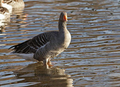 Anser anser / Graugans / Ordnung: Gnsevgel - Anseriformes / Familie: Entenvgel - Anatidae / Unterfamilie: Gnse - Anserinae