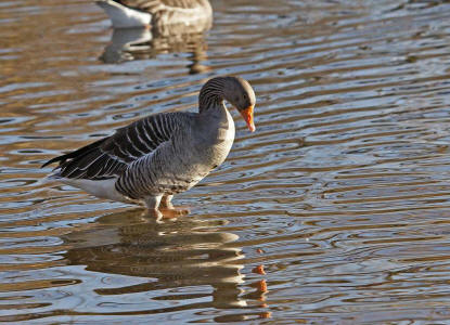 Anser anser / Graugans / Ordnung: Gnsevgel - Anseriformes / Familie: Entenvgel - Anatidae / Unterfamilie: Gnse - Anserinae