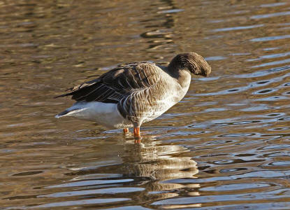 Anser anser / Graugans / Ordnung: Gnsevgel - Anseriformes / Familie: Entenvgel - Anatidae / Unterfamilie: Gnse - Anserinae