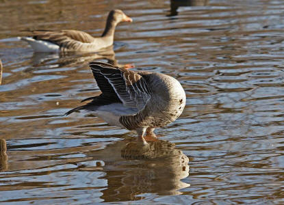 Anser anser / Graugans / Ordnung: Gänsevögel - Anseriformes / Familie: Entenvögel - Anatidae / Unterfamilie: Gänse - Anserinae
