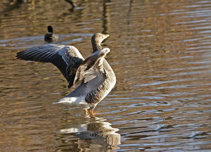 Anser anser / Graugans / Ordnung: Gänsevögel - Anseriformes / Familie: Entenvögel - Anatidae / Unterfamilie: Gänse - Anserinae