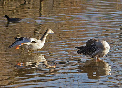 Anser anser / Graugans / Ordnung: Gnsevgel - Anseriformes / Familie: Entenvgel - Anatidae / Unterfamilie: Gnse - Anserinae