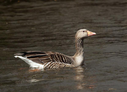 Anser anser / Graugans / Ordnung: Gnsevgel - Anseriformes / Familie: Entenvgel - Anatidae / Unterfamilie: Gnse - Anserinae