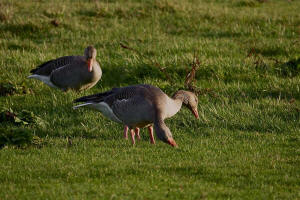 Anser anser / Graugans / Ordnung: Gnsevgel - Anseriformes / Familie: Entenvgel - Anatidae / Unterfamilie: Gnse - Anserinae