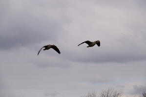 Anser anser / Graugans / Ordnung: Gnsevgel - Anseriformes / Familie: Entenvgel - Anatidae / Unterfamilie: Gnse - Anserinae