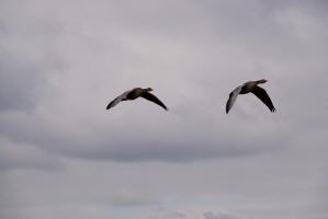 Anser anser / Graugans / Ordnung: Gnsevgel - Anseriformes / Familie: Entenvgel - Anatidae / Unterfamilie: Gnse - Anserinae