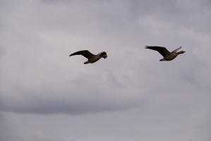 Anser anser / Graugans / Ordnung: Gnsevgel - Anseriformes / Familie: Entenvgel - Anatidae / Unterfamilie: Gnse - Anserinae