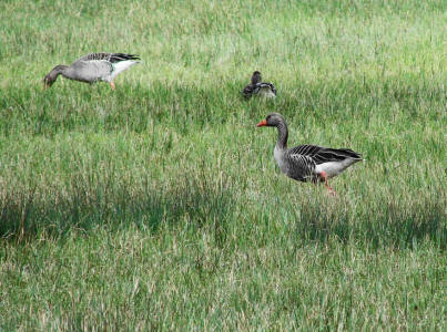 Anser anser / Graugans / Ordnung: Gnsevgel - Anseriformes / Familie: Entenvgel - Anatidae / Unterfamilie: Gnse - Anserinae