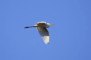 Ardea alba / Silberreiher / Reiher - Ardeidae / Unterfamilie: Tagreiher - Ardeinae