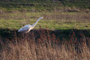 Ardea alba / Silberreiher / Reiher - Ardeidae / Unterfamilie: Tagreiher - Ardeinae