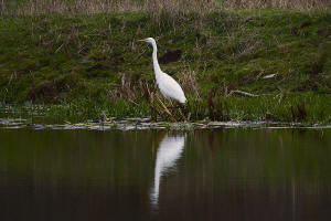 Ardea alba / Silberreiher / Reiher - Ardeidae / Unterfamilie: Tagreiher - Ardeinae