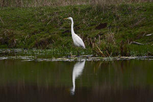 Ardea alba / Silberreiher / Reiher - Ardeidae / Unterfamilie: Tagreiher - Ardeinae