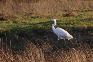 Ardea alba / Silberreiher / Reiher - Ardeidae / Unterfamilie: Tagreiher - Ardeinae