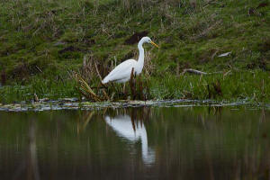 Ardea alba / Silberreiher / Reiher - Ardeidae / Unterfamilie: Tagreiher - Ardeinae