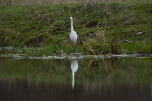 Ardea alba / Silberreiher / Reiher - Ardeidae / Unterfamilie: Tagreiher - Ardeinae