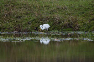 Ardea alba / Silberreiher / Reiher - Ardeidae / Unterfamilie: Tagreiher - Ardeinae