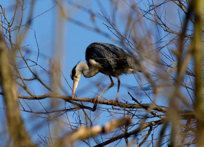 Ardea cinerea / Graureiher / Fischreiher / Ordnung: Schreitvögel - Ciconiiformes / Familie: Reiher - Ardeidae / Unterfamilie: Tagreiher - Ardeinae