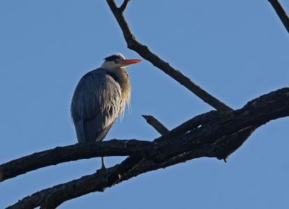 Ardea cinerea / Graureiher / Fischreiher / Ordnung: Schreitvgel - Ciconiiformes / Familie: Reiher - Ardeidae / Unterfamilie: Tagreiher - Ardeinae