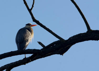 Ardea cinerea / Graureiher / Fischreiher / Ordnung: Schreitvgel - Ciconiiformes / Familie: Reiher - Ardeidae / Unterfamilie: Tagreiher - Ardeinae