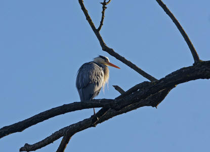 Ardea cinerea / Graureiher / Fischreiher / Ordnung: Schreitvögel - Ciconiiformes / Familie: Reiher - Ardeidae / Unterfamilie: Tagreiher - Ardeinae