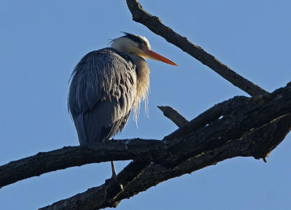 Ardea cinerea / Graureiher / Fischreiher / Ordnung: Schreitvögel - Ciconiiformes / Familie: Reiher - Ardeidae / Unterfamilie: Tagreiher - Ardeinae