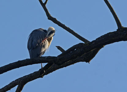 Ardea cinerea / Graureiher / Fischreiher / Ordnung: Schreitvgel - Ciconiiformes / Familie: Reiher - Ardeidae / Unterfamilie: Tagreiher - Ardeinae