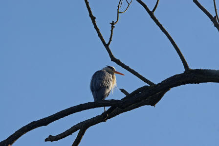 Ardea cinerea / Graureiher / Fischreiher / Ordnung: Schreitvgel - Ciconiiformes / Familie: Reiher - Ardeidae / Unterfamilie: Tagreiher - Ardeinae