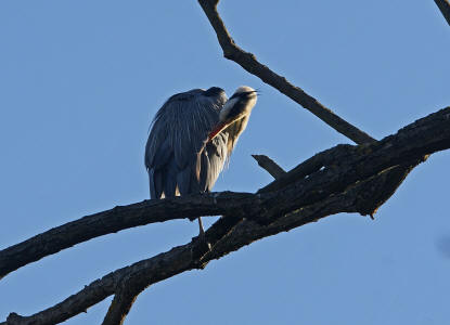 Ardea cinerea / Graureiher / Fischreiher / Ordnung: Schreitvgel - Ciconiiformes / Familie: Reiher - Ardeidae / Unterfamilie: Tagreiher - Ardeinae