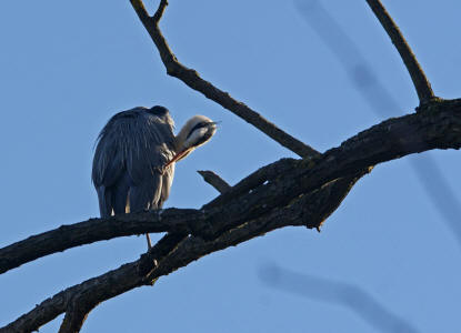 Ardea cinerea / Graureiher / Fischreiher / Ordnung: Schreitvögel - Ciconiiformes / Familie: Reiher - Ardeidae / Unterfamilie: Tagreiher - Ardeinae